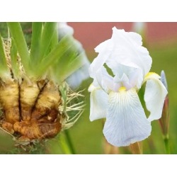 Orris Roots Florentina absolute, korzeń irysa florentyńskiego absolut do produkcji perfum olejek eteryczny z iris florentina L.